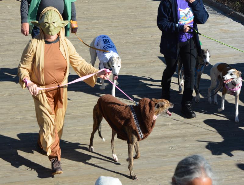 Greyhounds Reach the Beach returns to Cape Region Cape Gazette